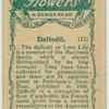 Daffodil.