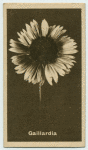 Gaillardia.