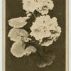 Double Geranium.