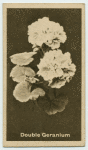 Double Geranium.