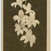 Gladiolus.