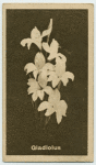 Gladiolus.