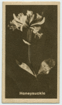 Honeysuckle.