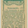 Honeysuckle.