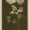 Hydrangea.