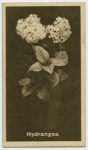 Hydrangea.