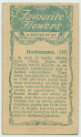Hydrangea.