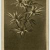 Blue Sea Holly.