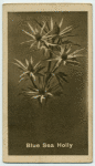 Blue Sea Holly.