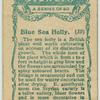 Blue Sea Holly.