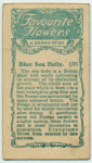 Blue Sea Holly.