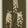 Grape Hyacinth.