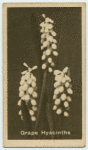 Grape Hyacinth.