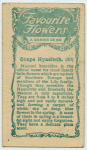 Grape Hyacinth.