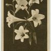 White Trumpet Lily.