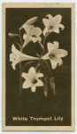 White Trumpet Lily.