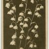 Lily of the Valley.