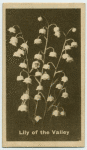 Lily of the Valley.