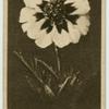 Marigold.