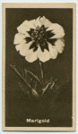 Marigold.