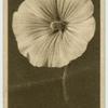 Mallow.