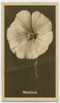 Mallow.