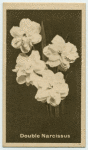 Double Narcissus.