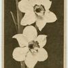 Poet's Narcissus.
