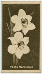 Poet's Narcissus.