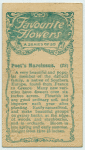 Poet's Narcissus.