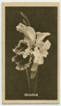 Orchid.