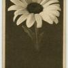Oxeye Daisy.
