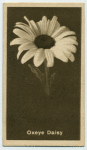 Oxeye Daisy.