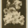 Polyanthus.