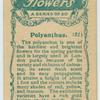 Polyanthus.