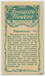 Polyanthus.