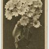Primula.