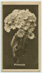 Primula.