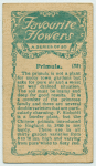 Primula.