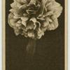 Peony.