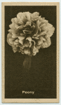Peony.