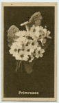 Primroses.