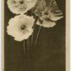 Iceland Poppy.