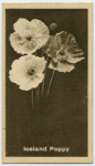 Iceland Poppy.
