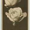 Hybrid Roses.