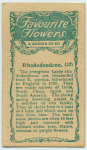 Rhododendren.