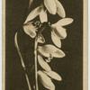 Snowdrop.