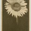 Sunflower.