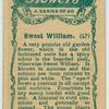 Sweet William.