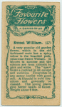 Sweet William.